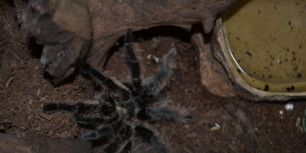 Безумный Ученый