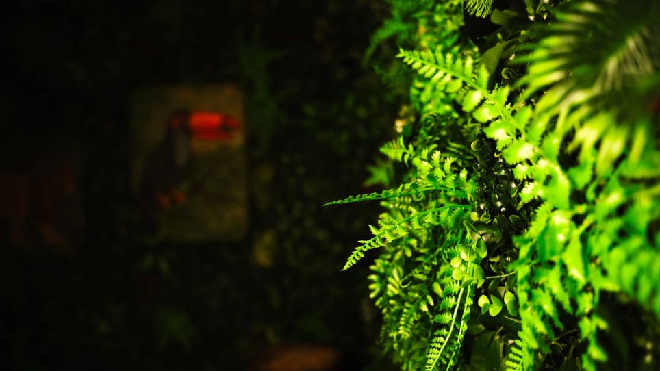 Frumskógurinn [Jungle Drums]