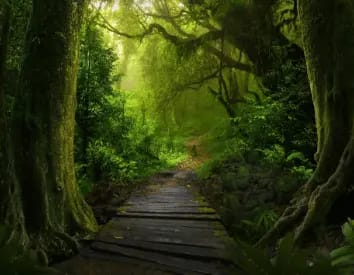 La Forêt Enchantée [The Enchanted Forest]