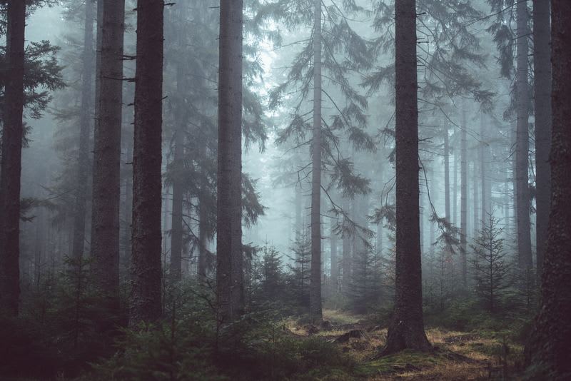 The Lost Cabin