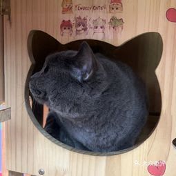 喵星魔法屋 [Meow Planet Magic House]