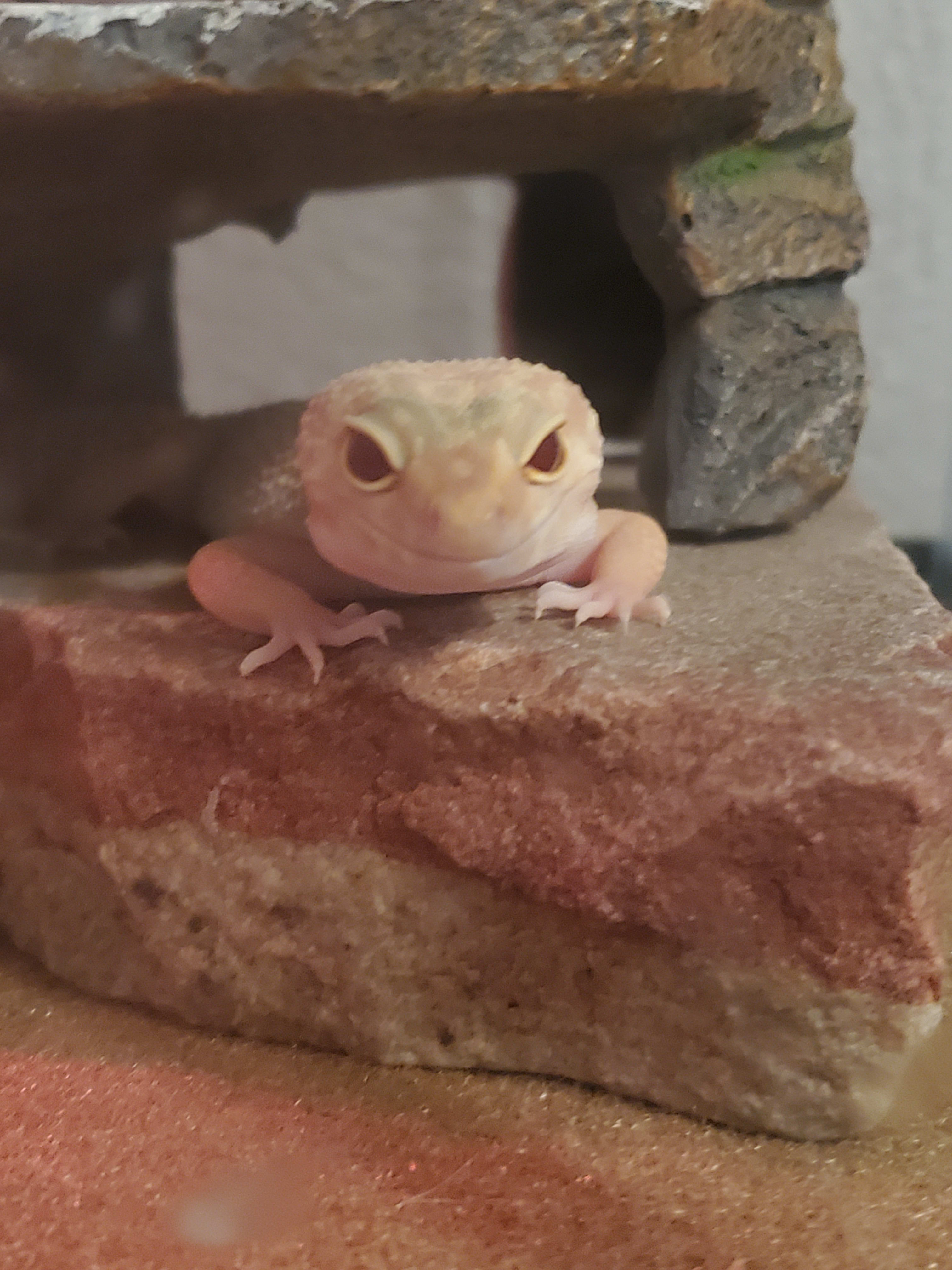 Alexia D Debesta On Morty