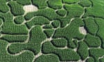 Corn Maze