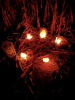 Haunted Corn Maze