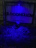 Blood Hollow