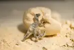 Dinosaurier Forscher