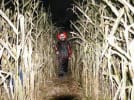 Field of Screams Haunted Maze