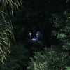 Jungle Safari