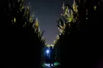 Haunted Corn Maze