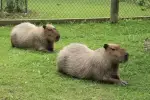 Colours, Countries and Critters [Outdoor]
