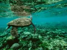 Under the Sea