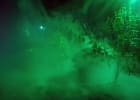 Freaky Forest