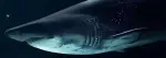 Great White