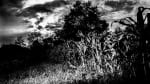 Haunted Trail
