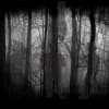 Shadows in the Dark