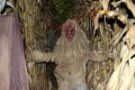 Rosewood's Haunted Maze