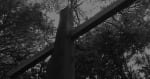 Yaphank Trail of Terror