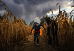 Thanksgiving Point Corn Maze