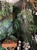 Botanica