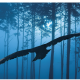 What Happened in Ravenwoods?