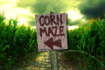 Corn Maze