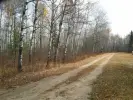 Sherwood Forest