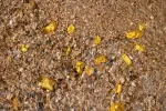 The Gold Rush Trail Quest [Outdoor]