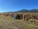 Haunted Corn Maze