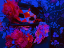 Wonderland Wonders