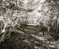 Eerie Trail