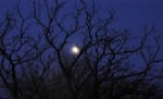 Moonlight Maddness