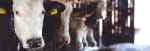 Kuhstall [Cowshed]