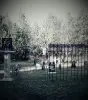Kerridge's Haunted Pines