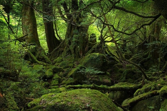 Sherwood