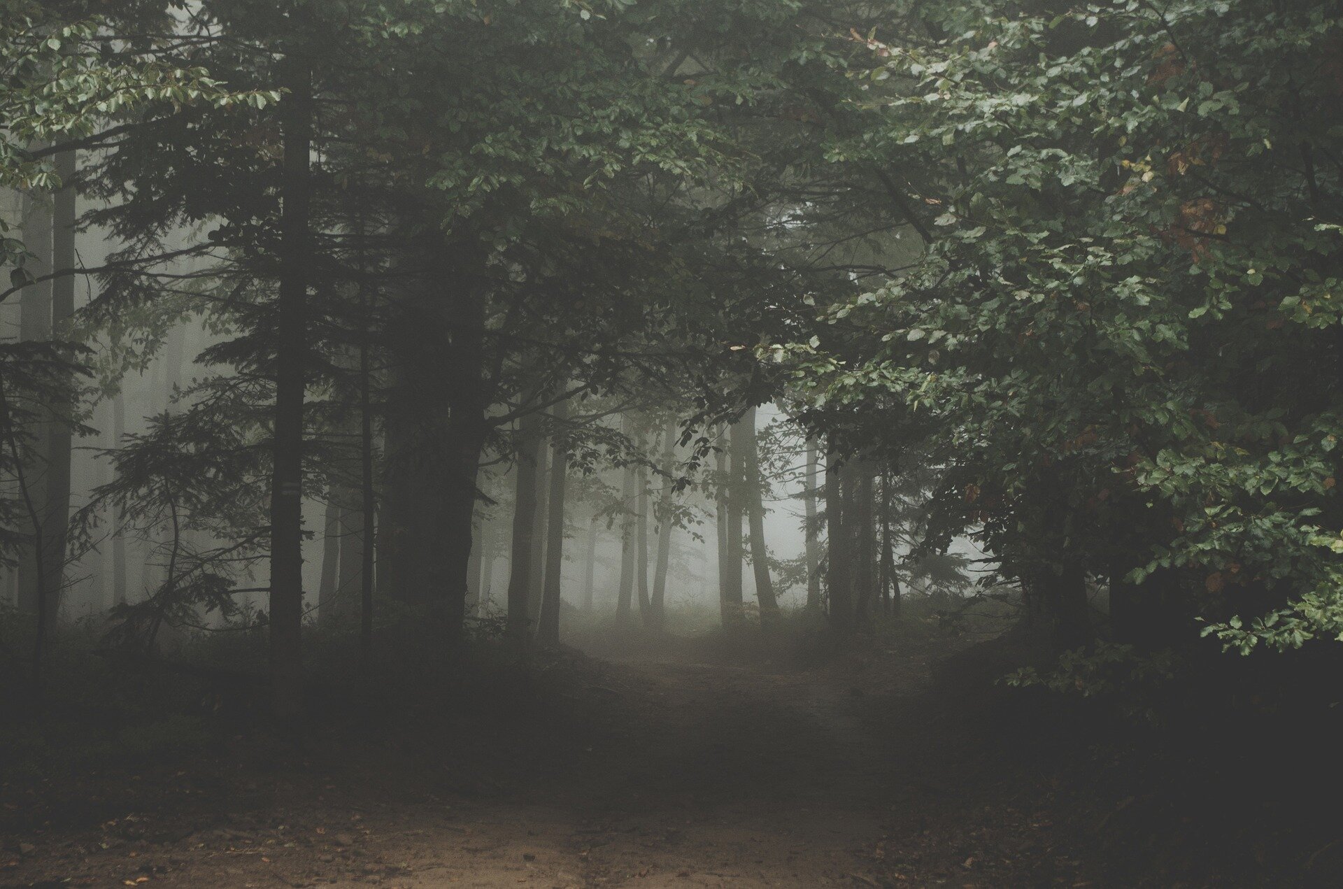 Mothman Report 2