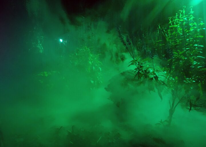 Freaky Forest