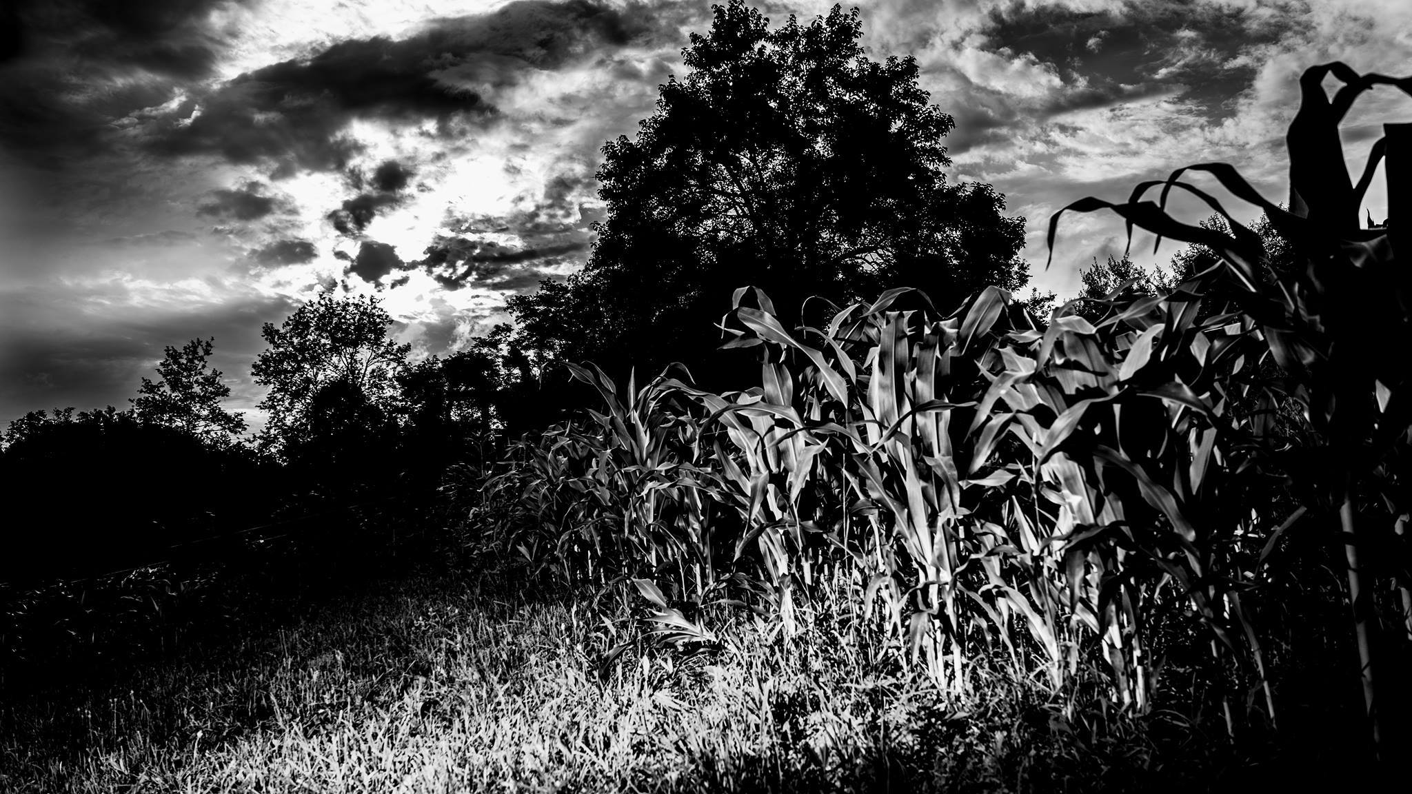 Haunted Trail
