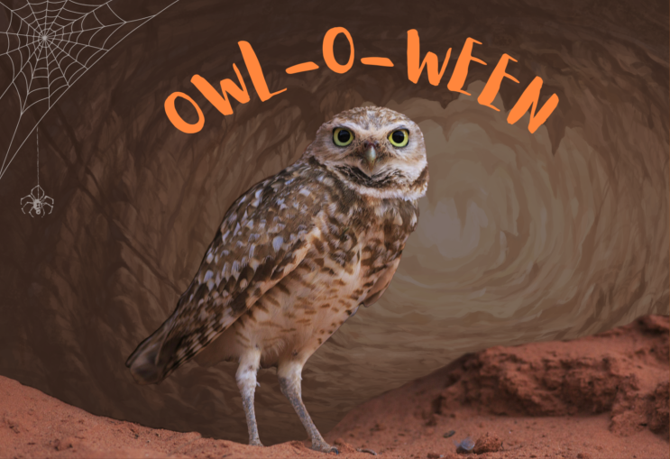 Owl-O-Ween Haunted Trail