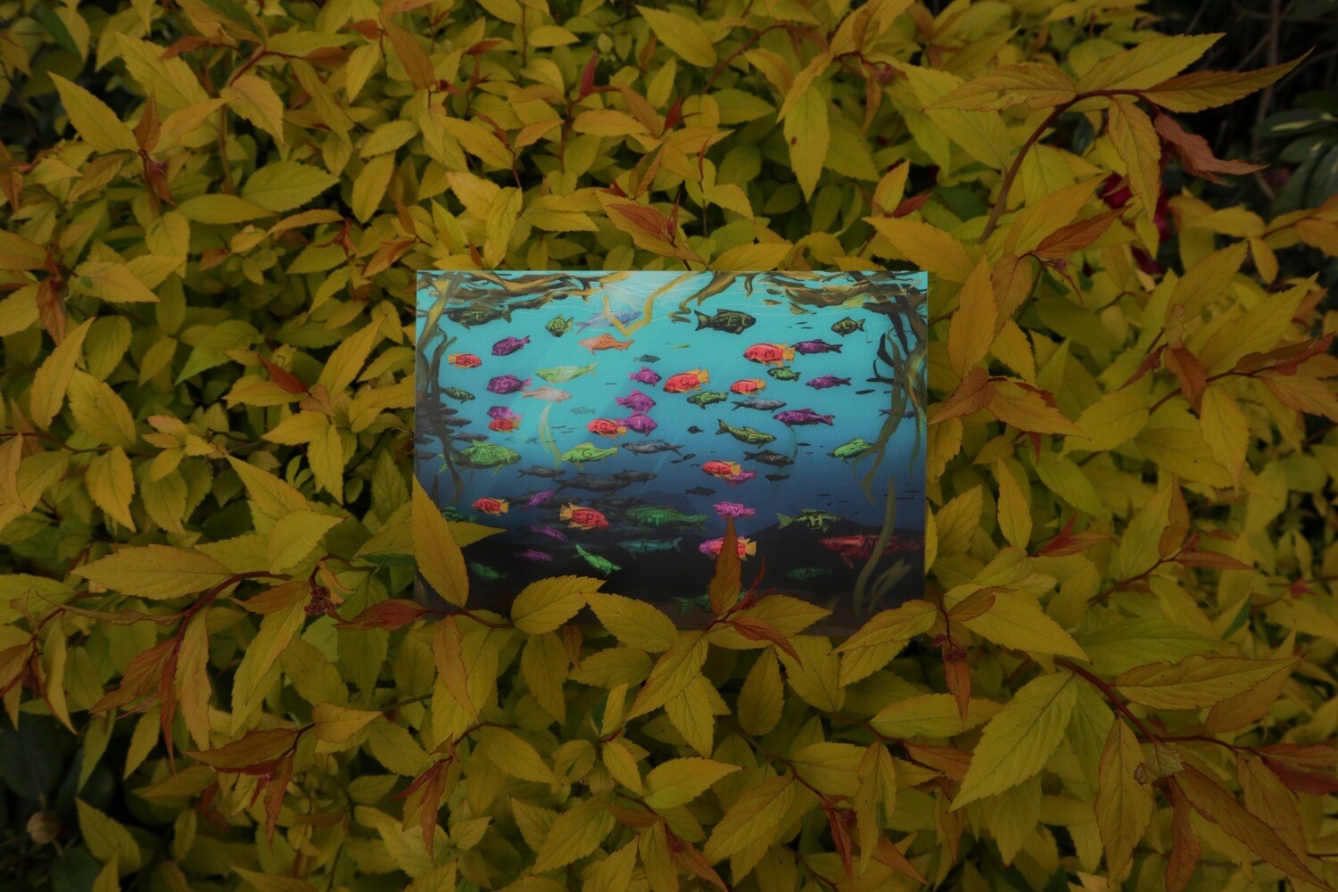Sea Card
