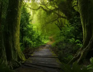 La Forêt Enchantée [The Enchanted Forest]