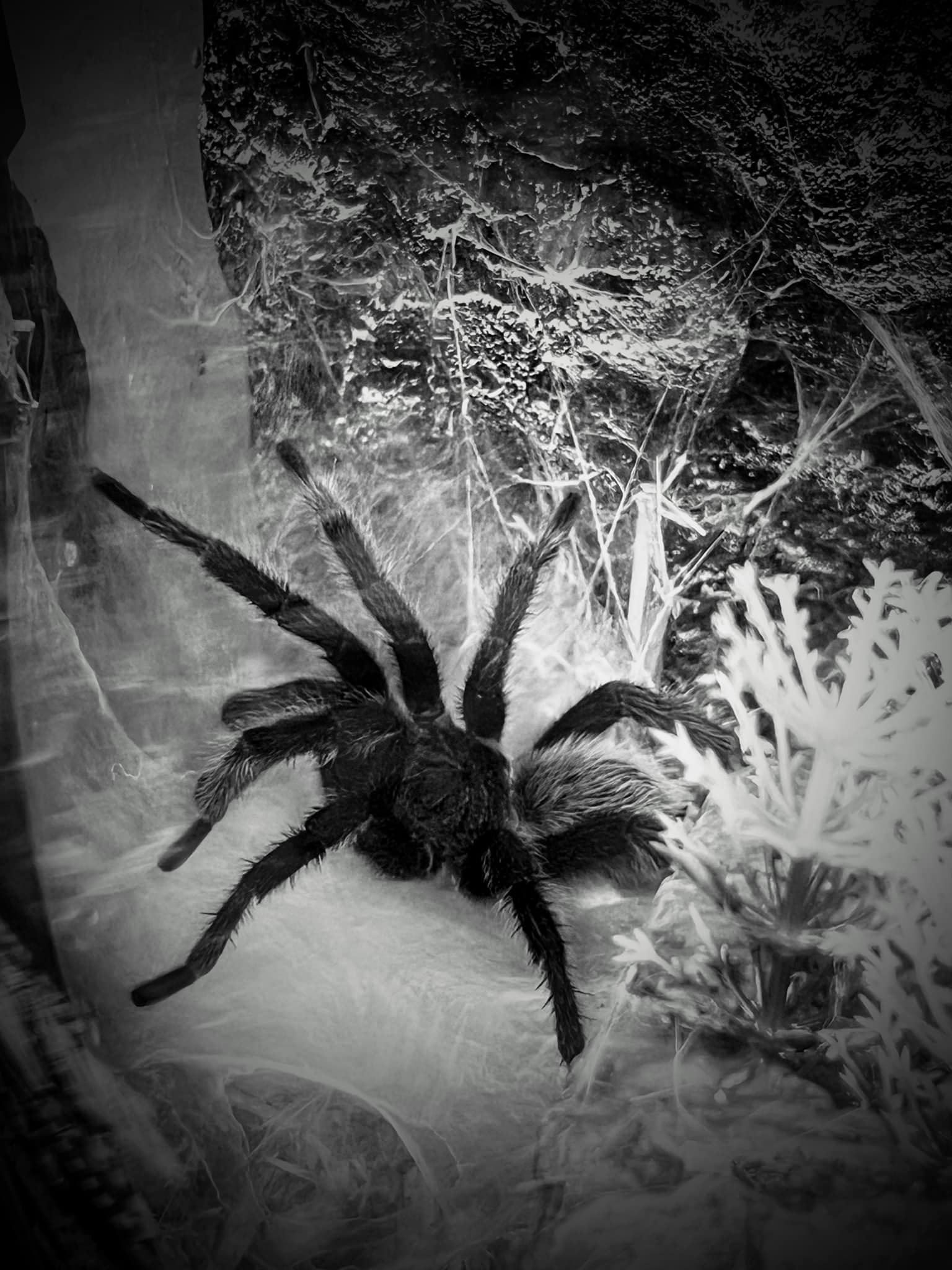 Graham Creek Haunted Forest Asylum