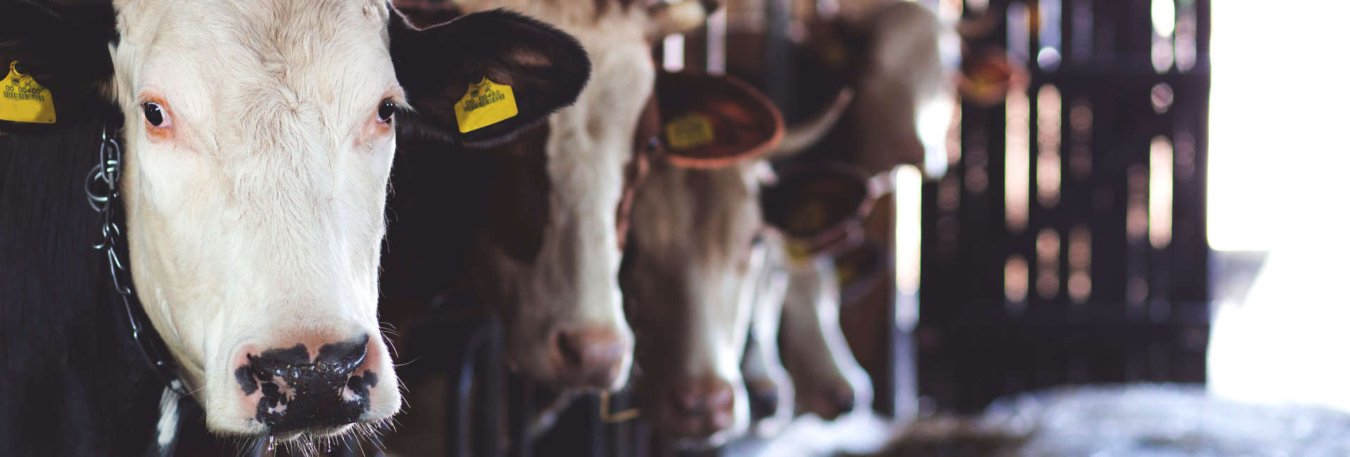 Kuhstall [Cowshed]