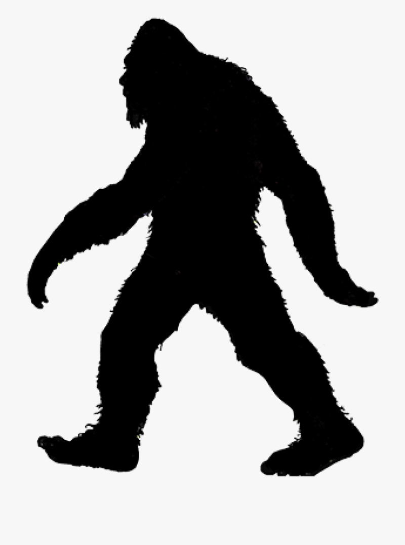 Search For Bigfoot