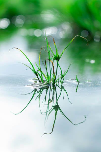 Nagarmotha: Uses, Precautions & Dosage