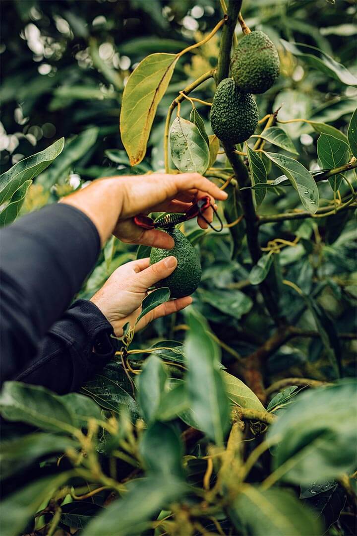 NZ Avocado