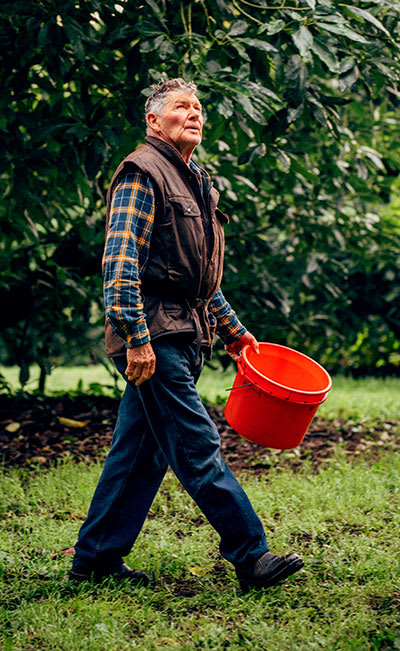 NZ Avocado - Robert Jefferies