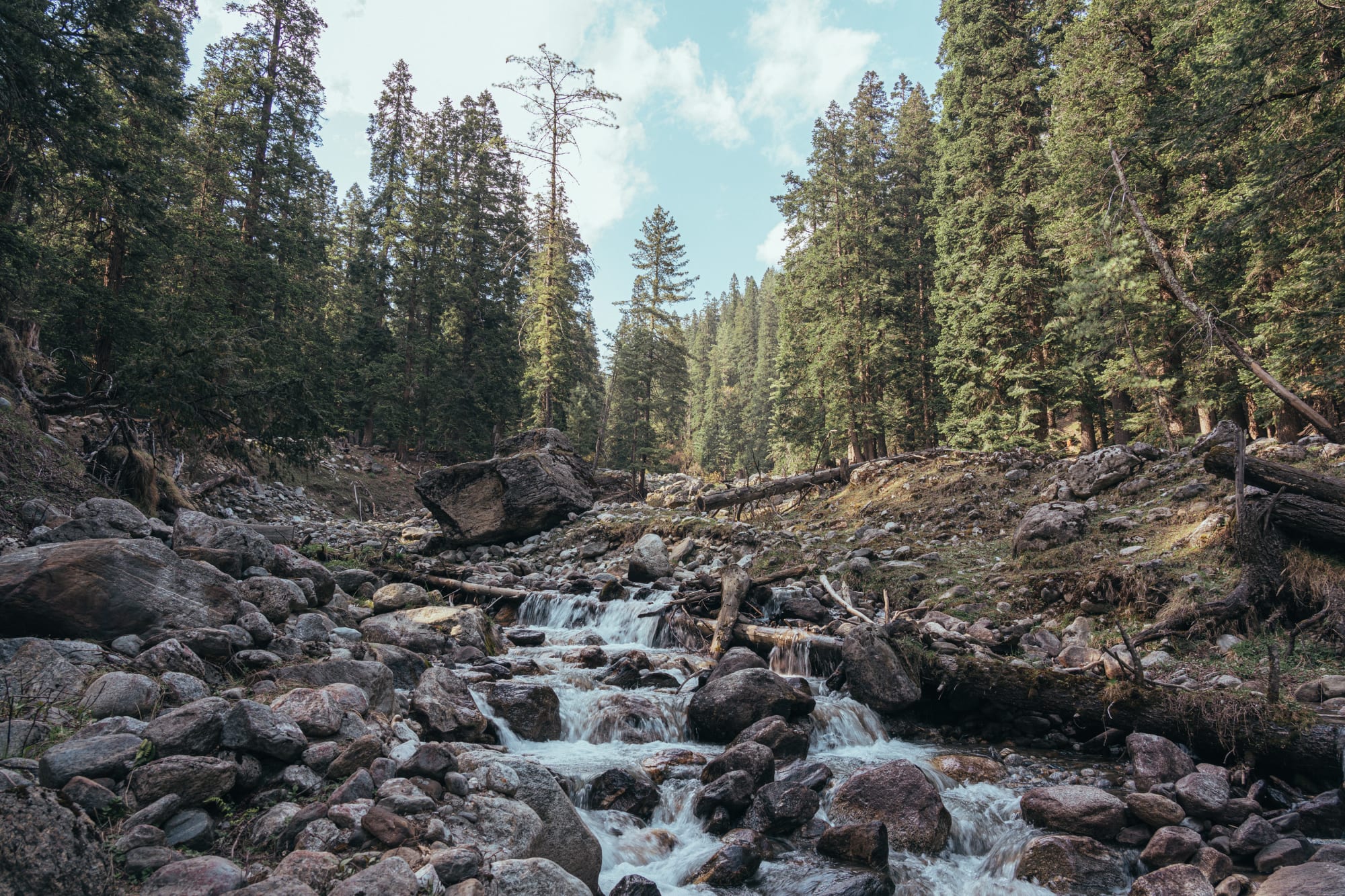 river flowing throug a forest