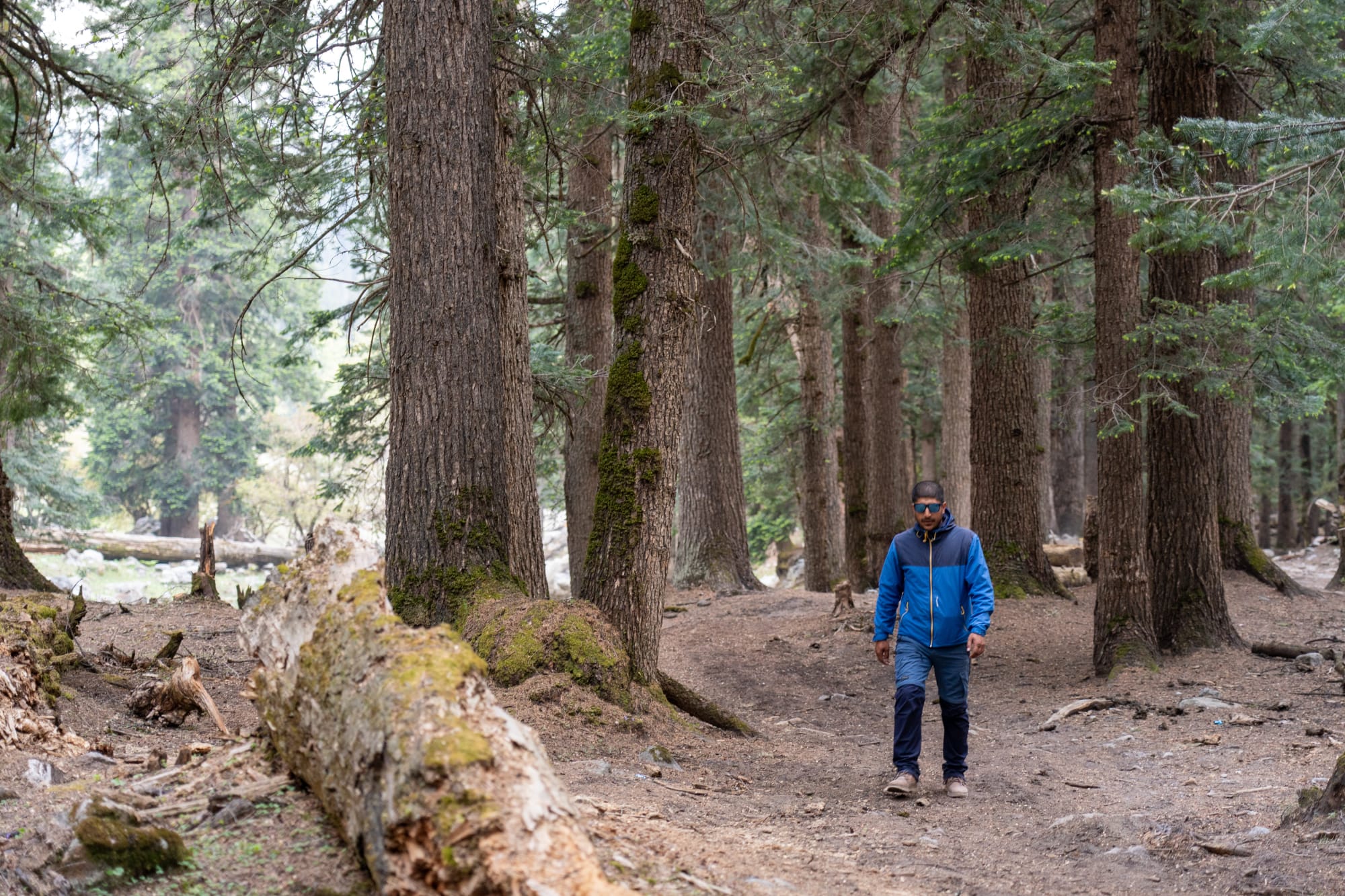 a man waling through a forest