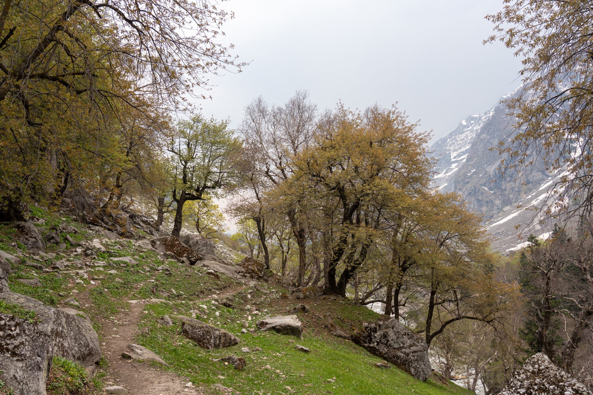 Trees in Bhaba valley, Kinnaur