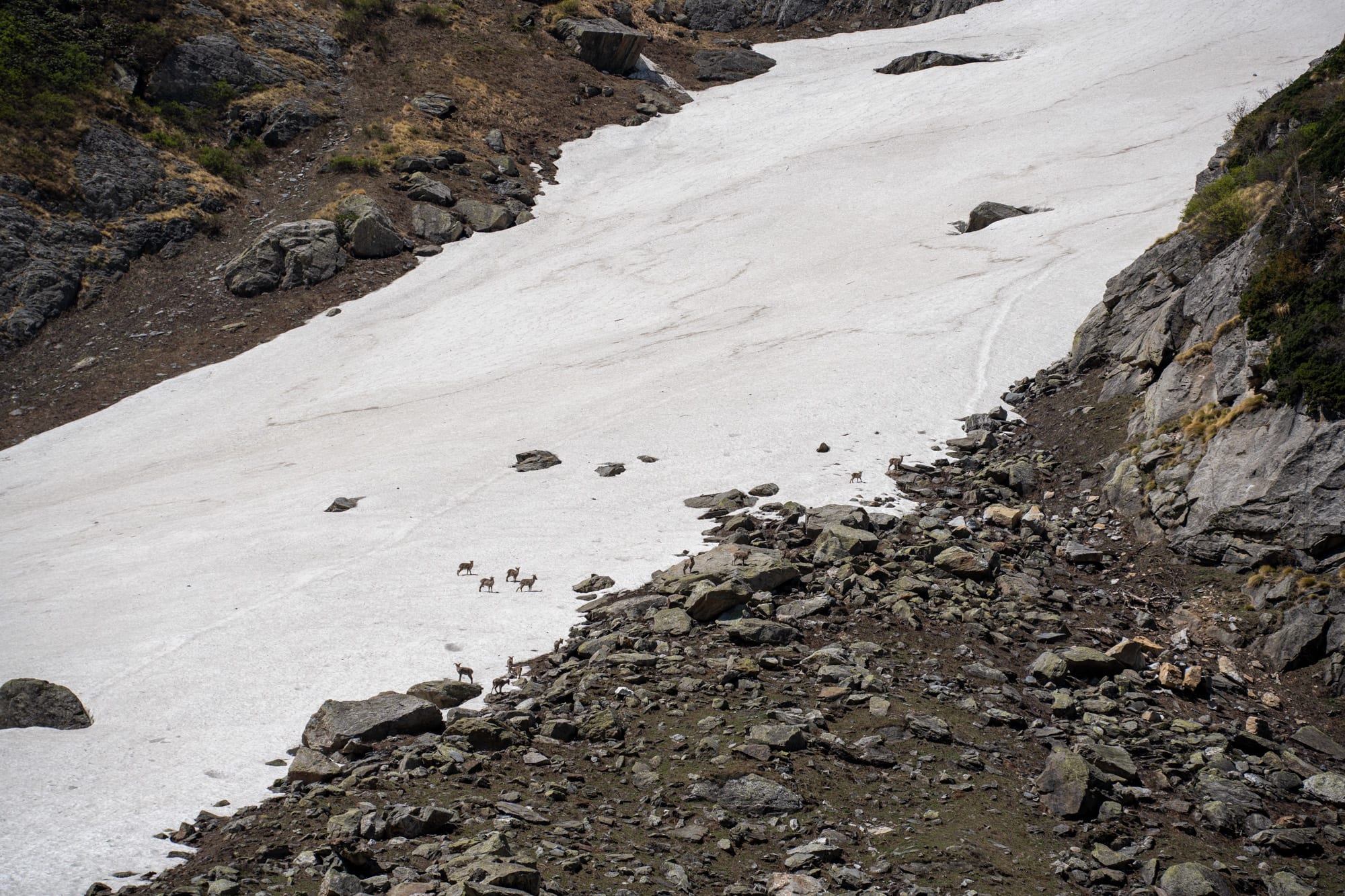 Many deers on the snow